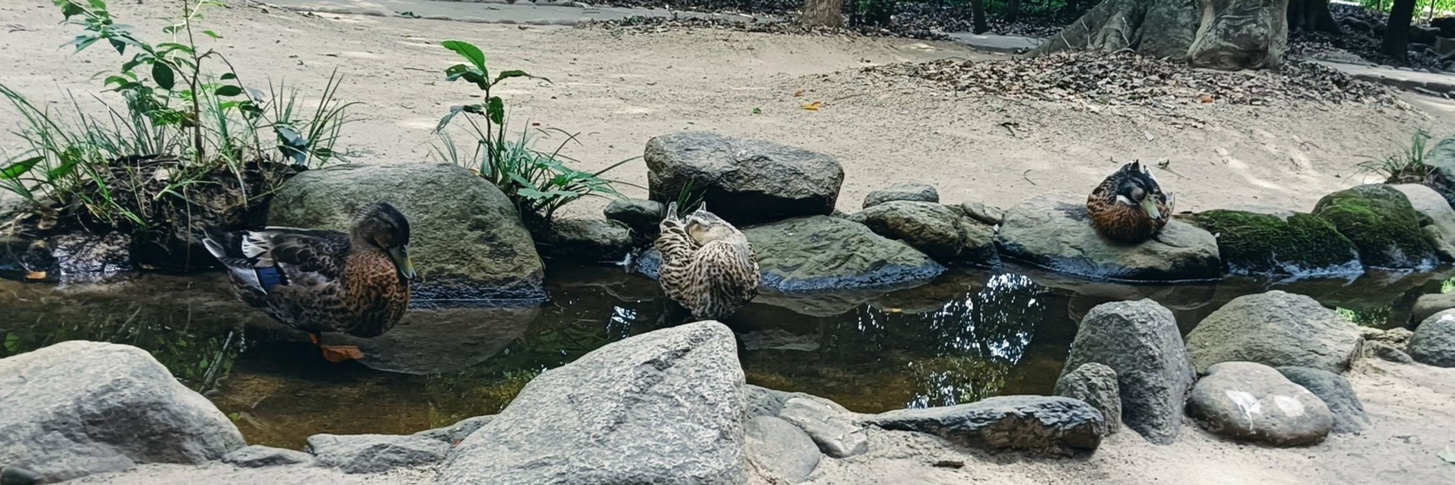 鳶田💃