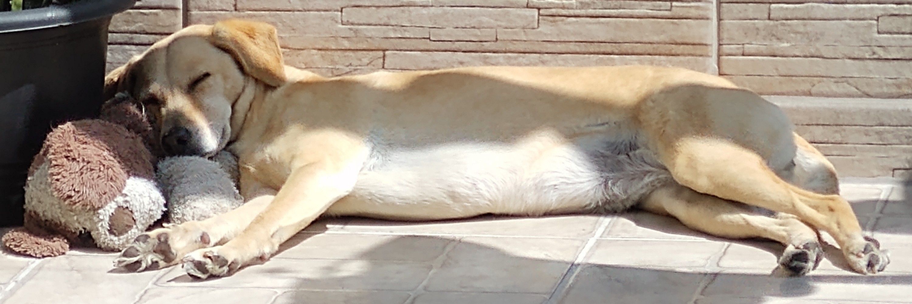 Lucca🐺