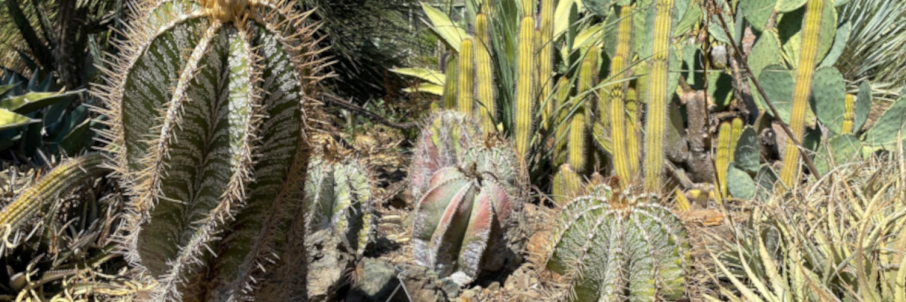 David Lee Gardens