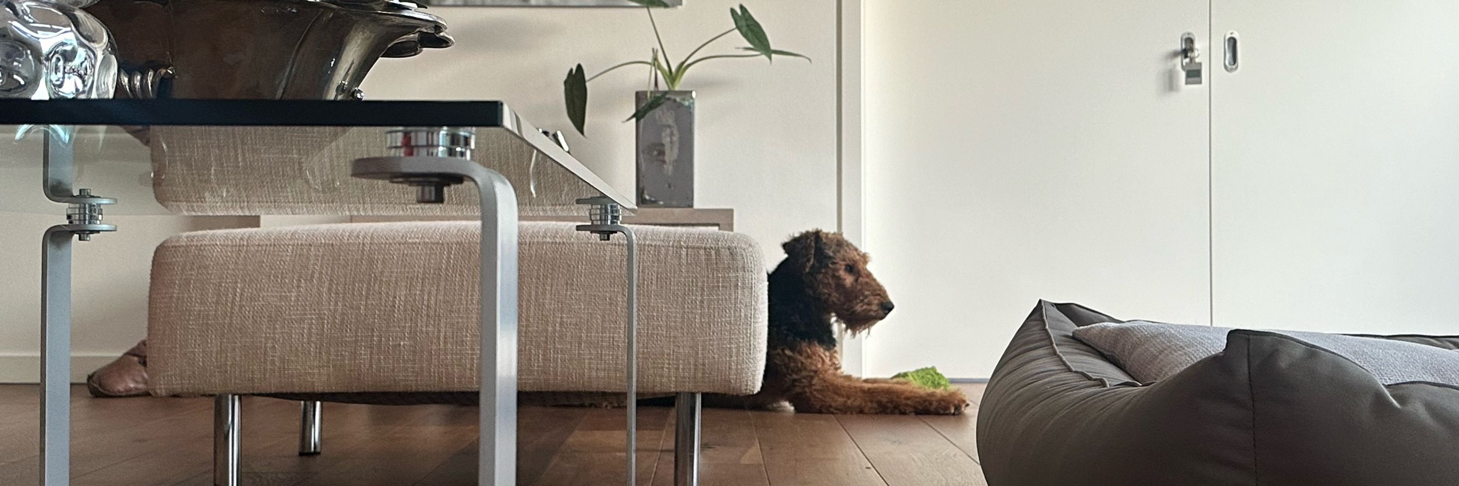 Frodo the Airedale