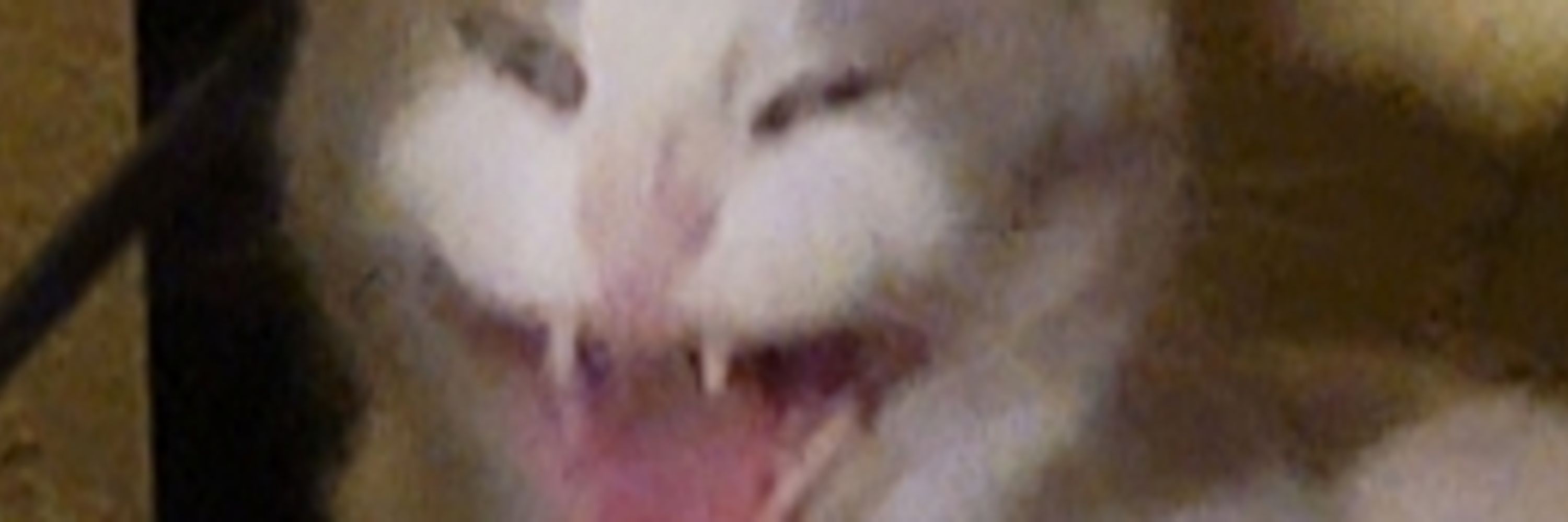rarauncunc