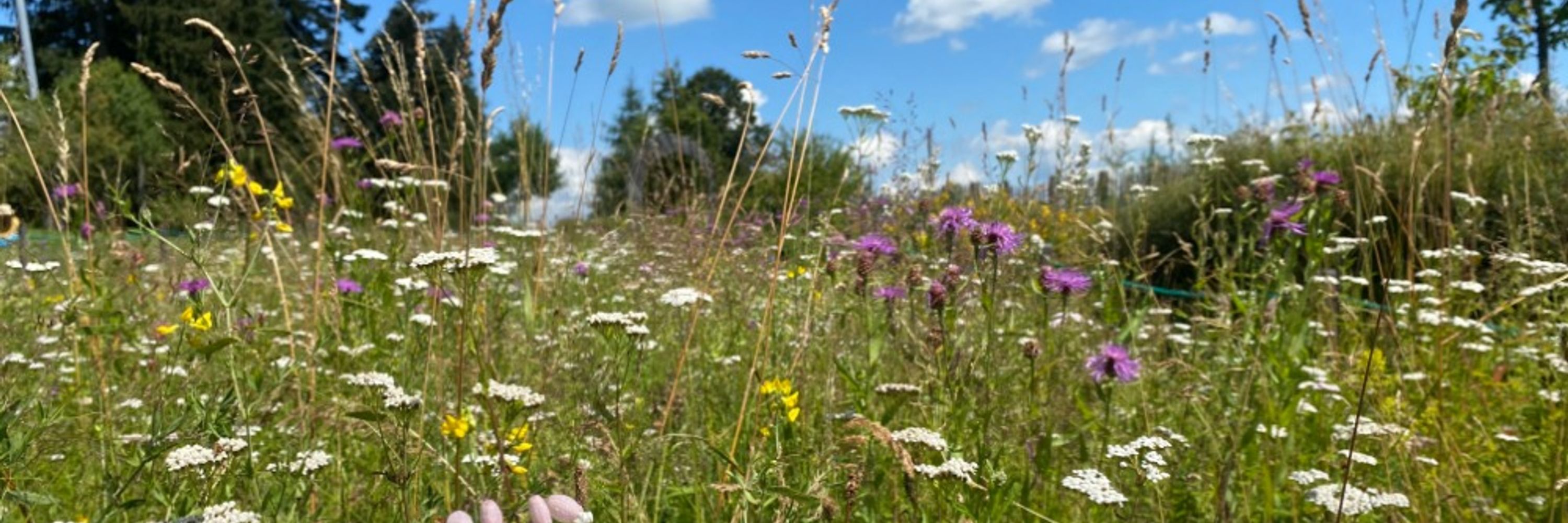 Netzwerk Blühende Landschaft