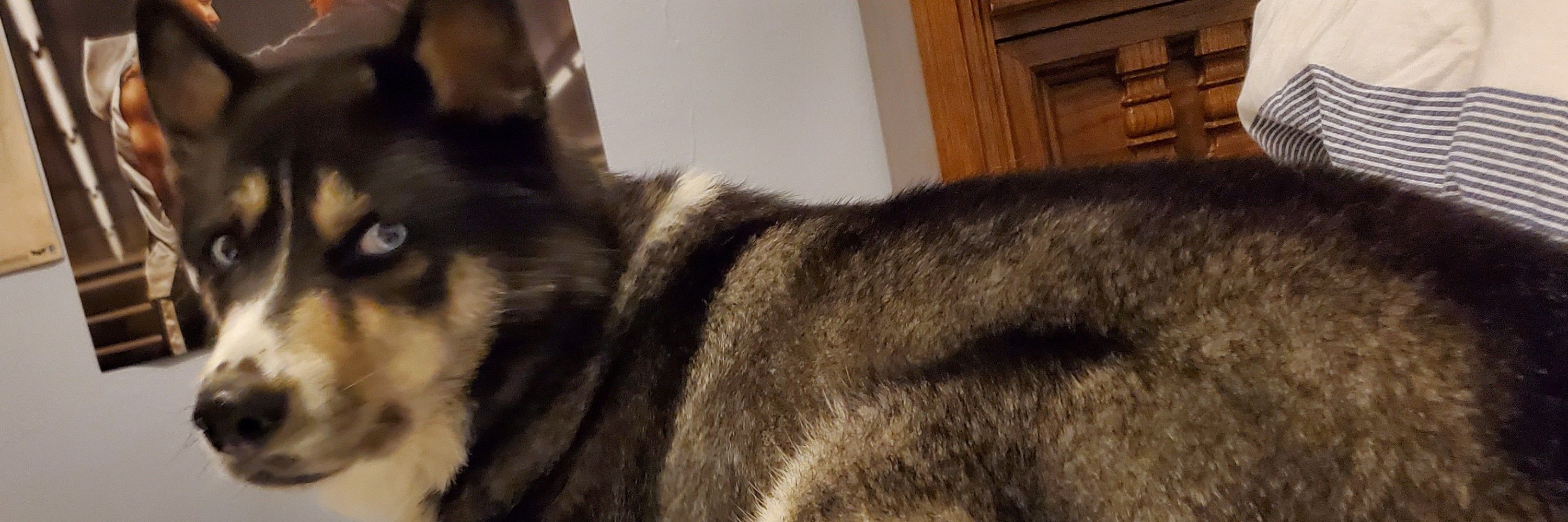 MellowBean