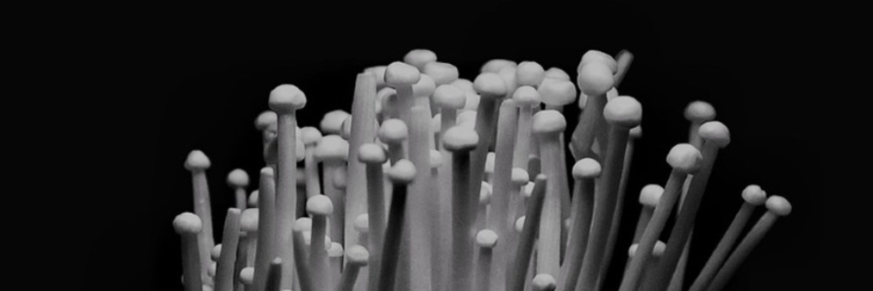 ThinkFungi.org
