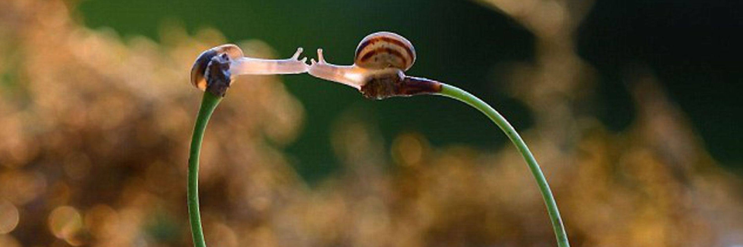 ꜱᴀᴍ 🌱🐌