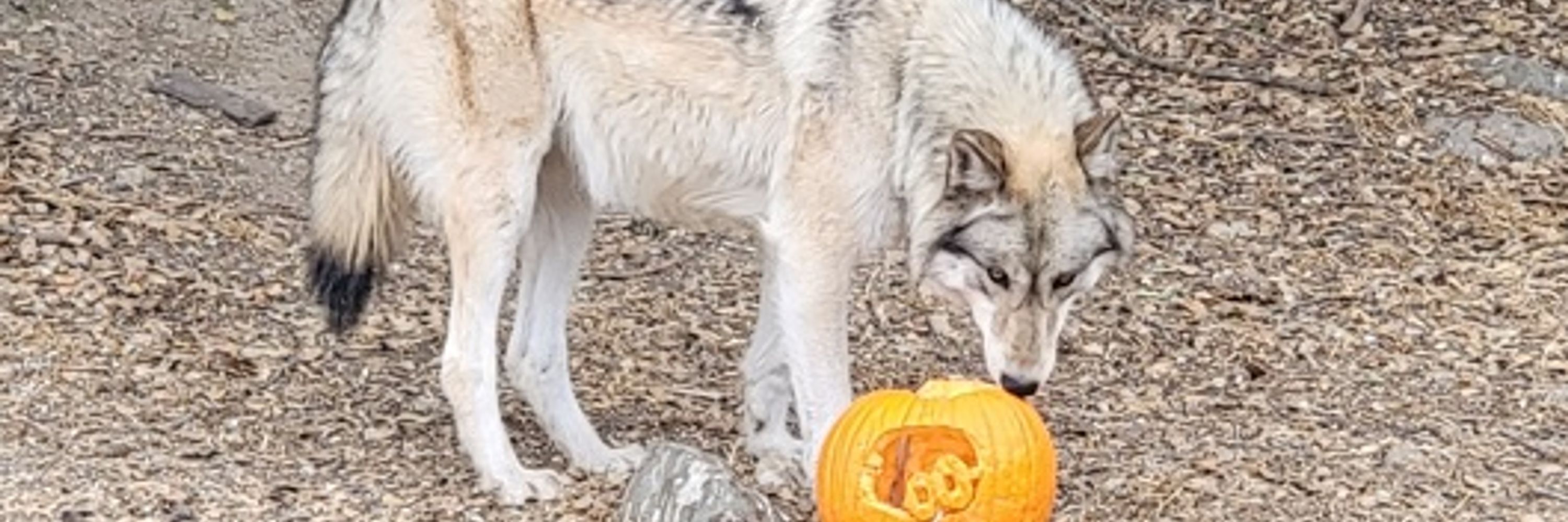 BeanWerewolf