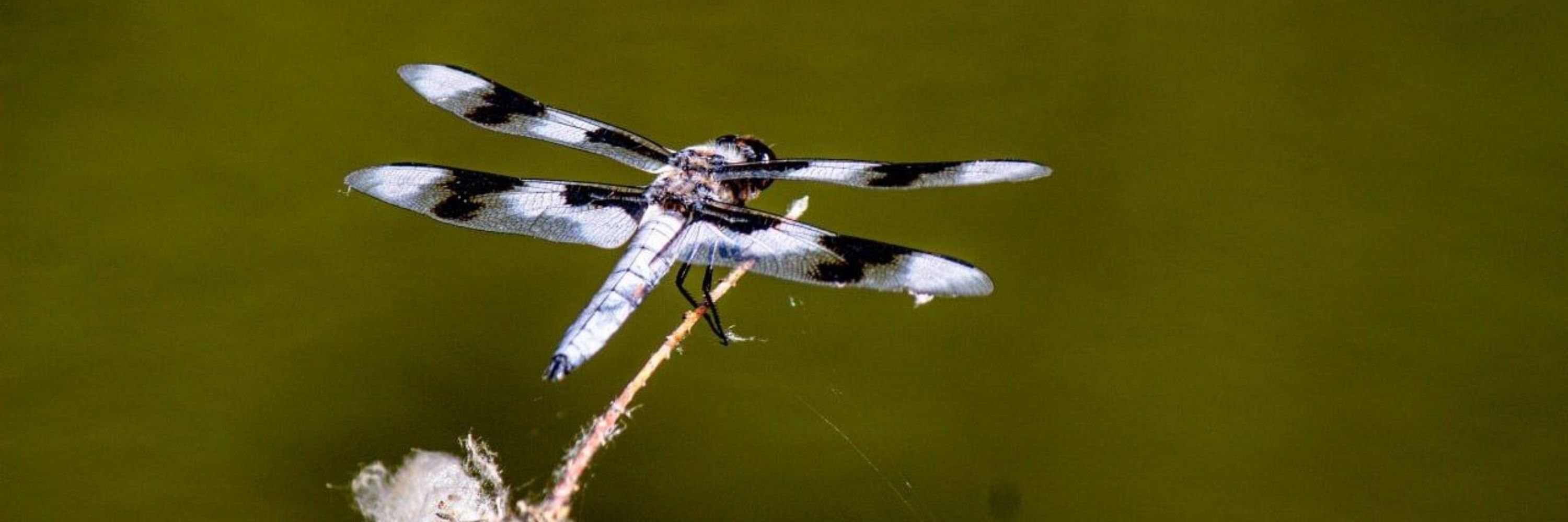 Gamma Drone 3794