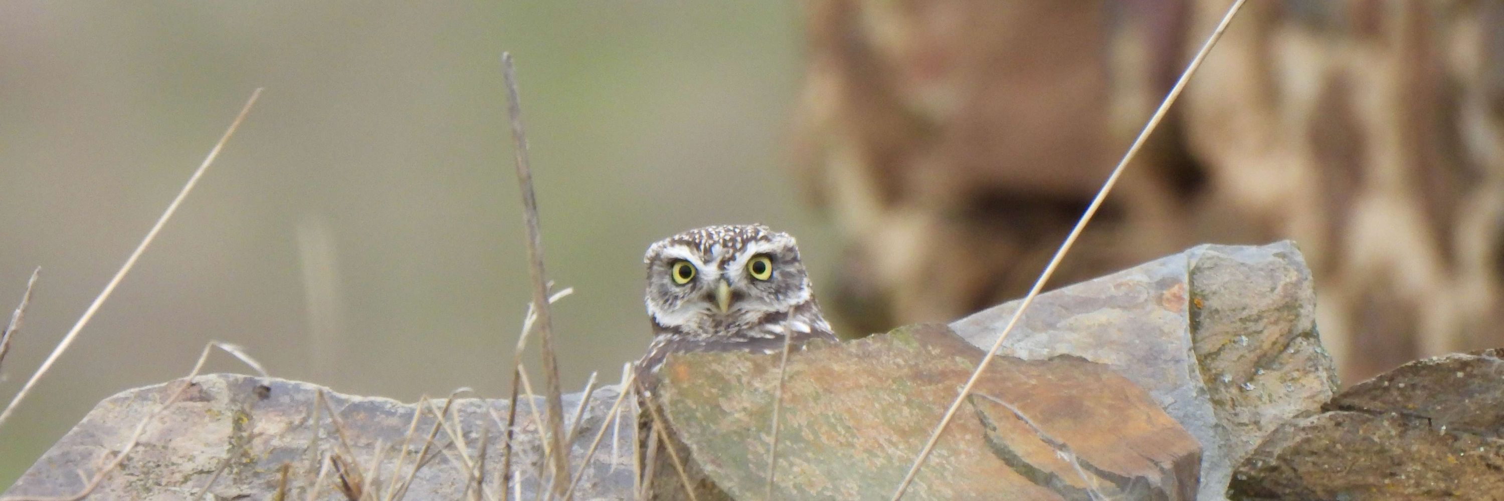 owlice