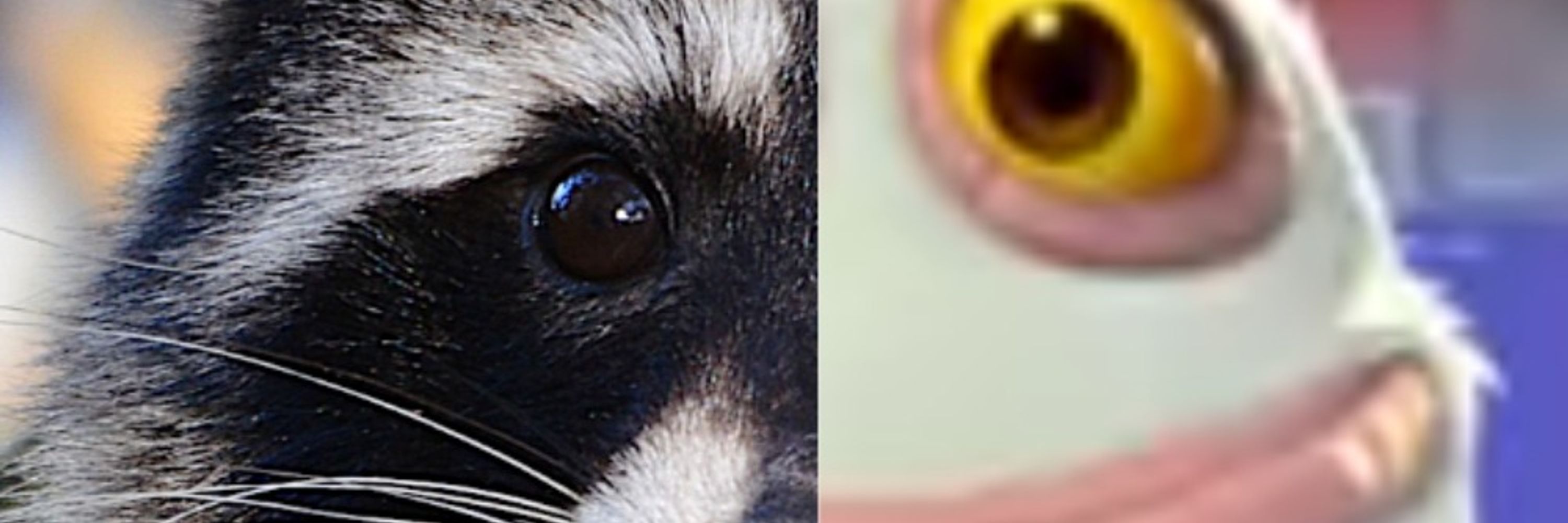 Hex the Trash Panda