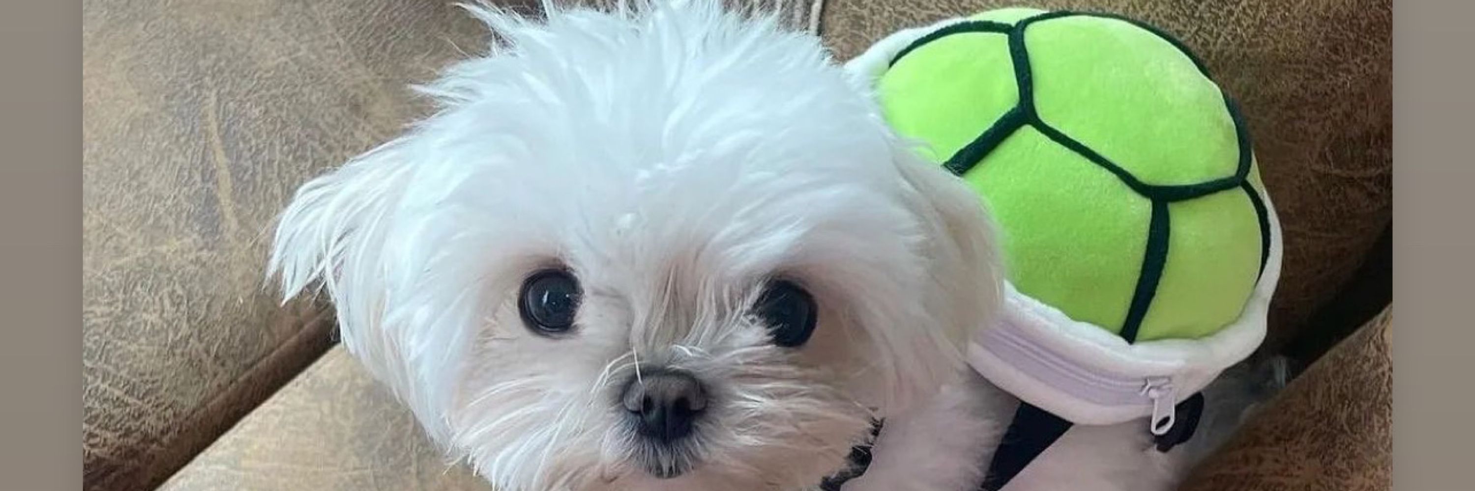 dani