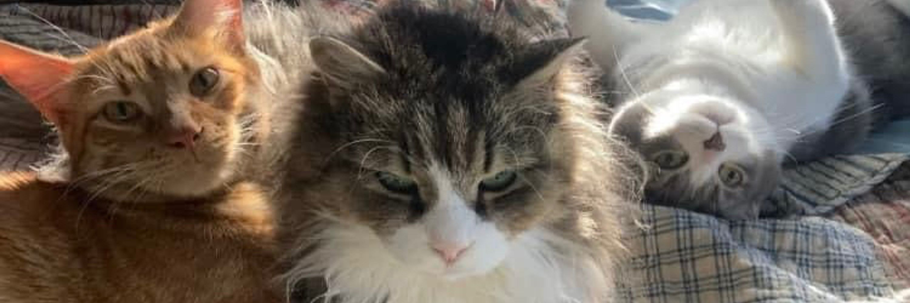 Cats Gather Here