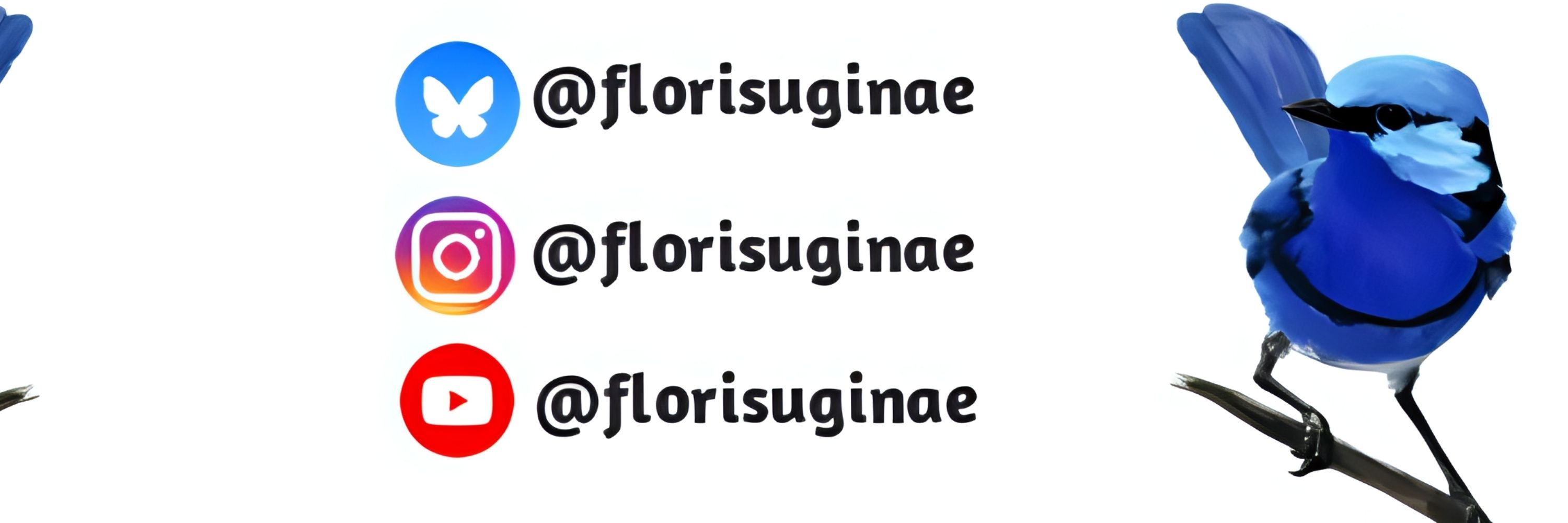 Florisuginae