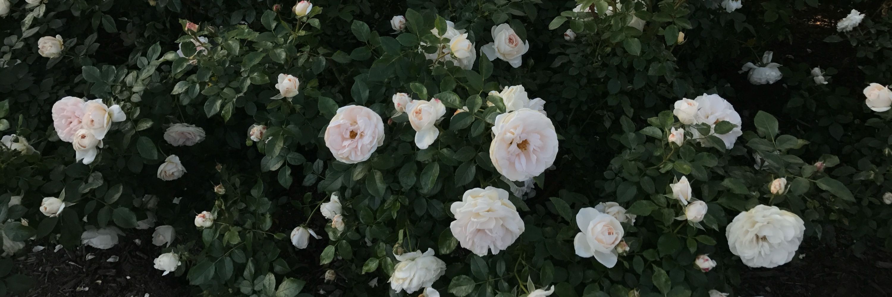 Rosey