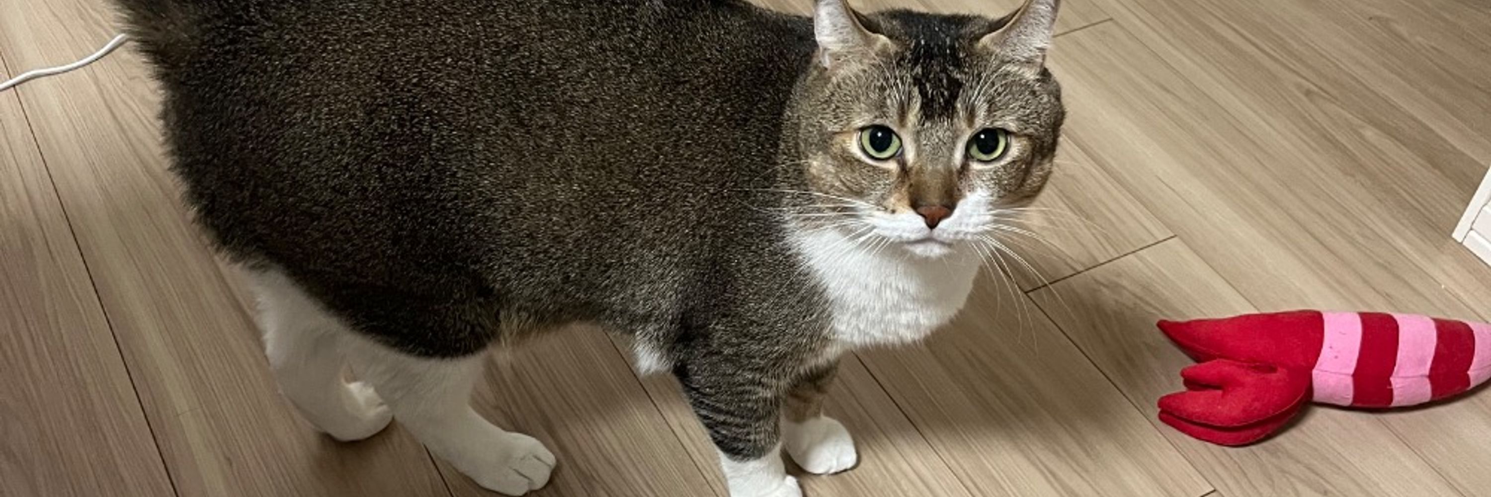 木目チワワ
