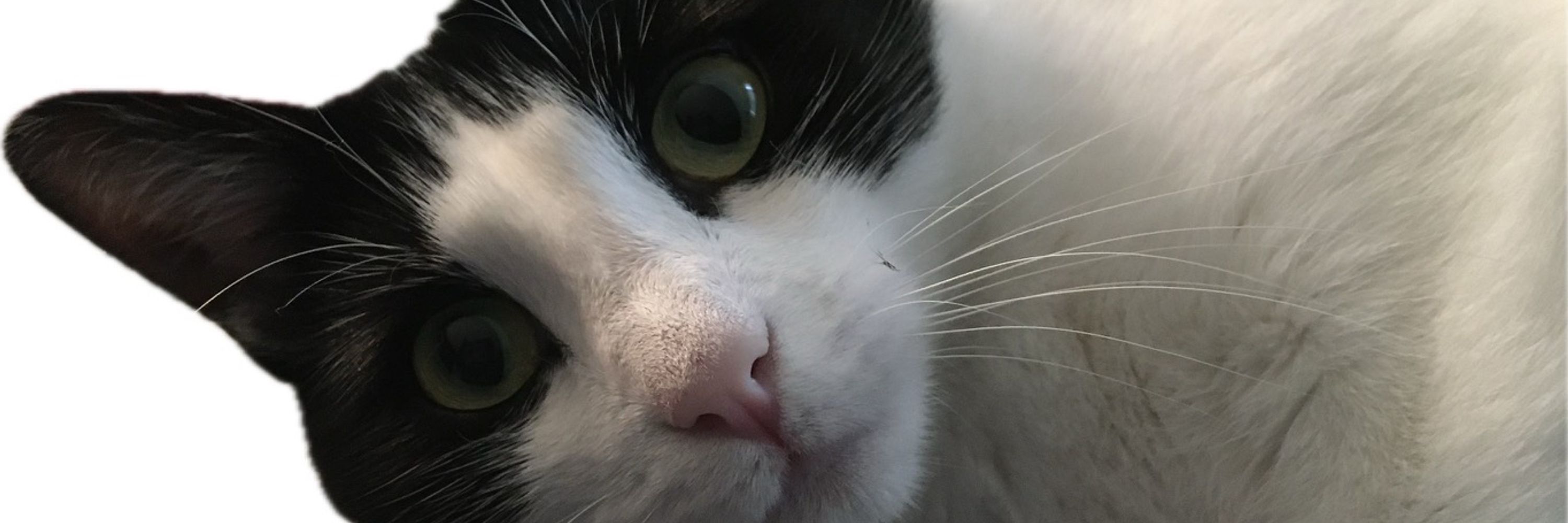 Pystcat 