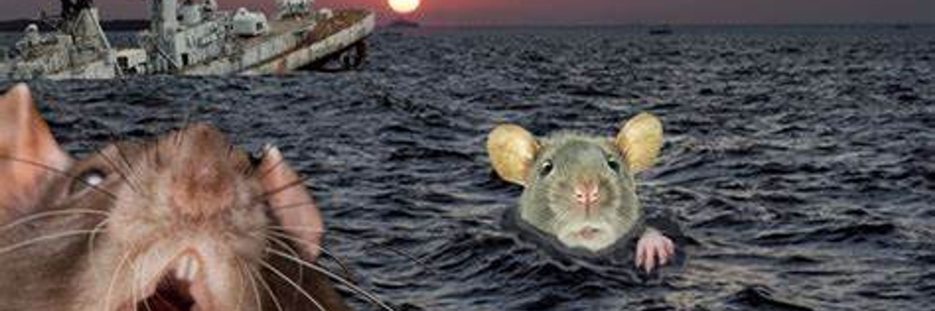 Timothy the DipShips rat