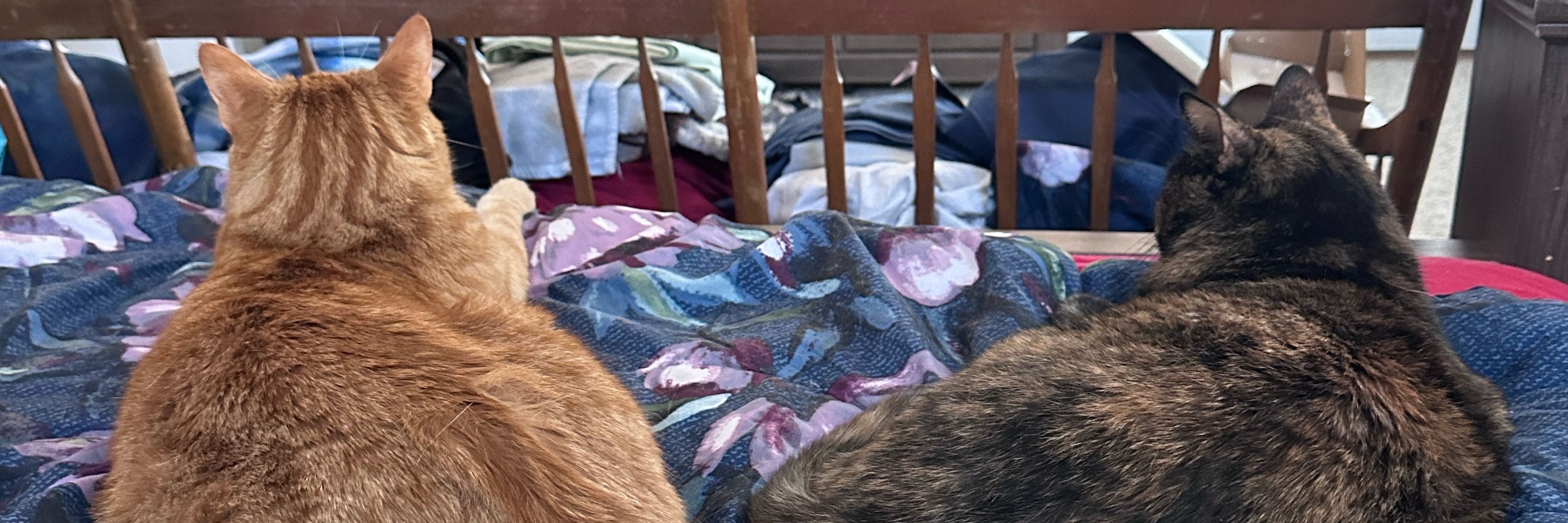 Cat mom to Autumn and Oliver