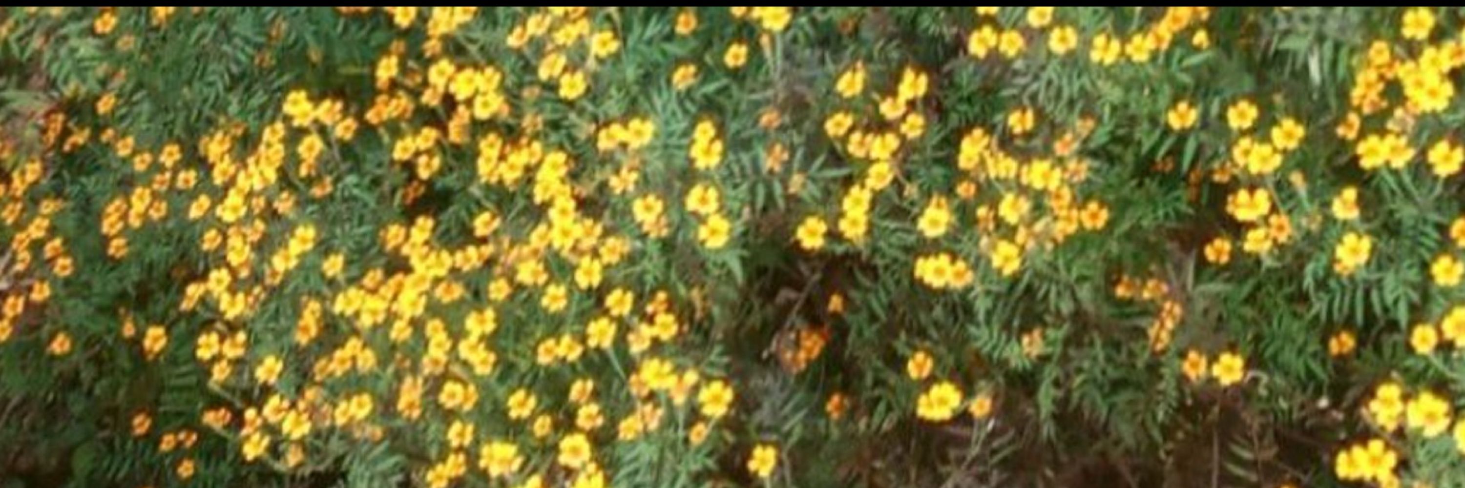 Tian
