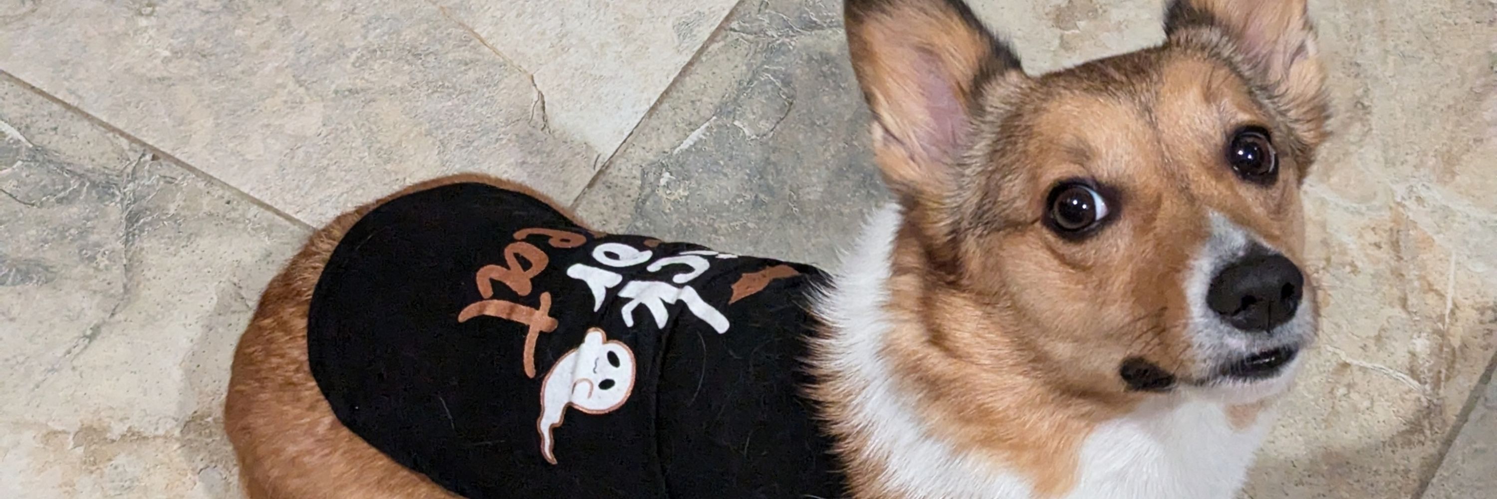 Lucky the UI Witch