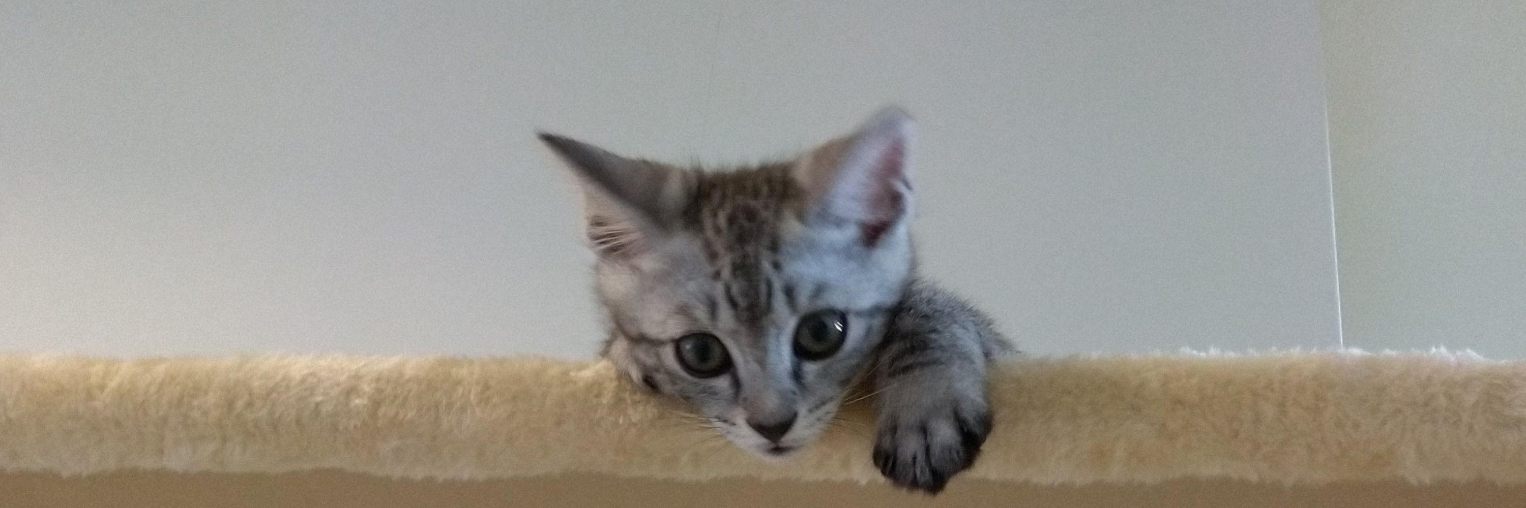 ばた