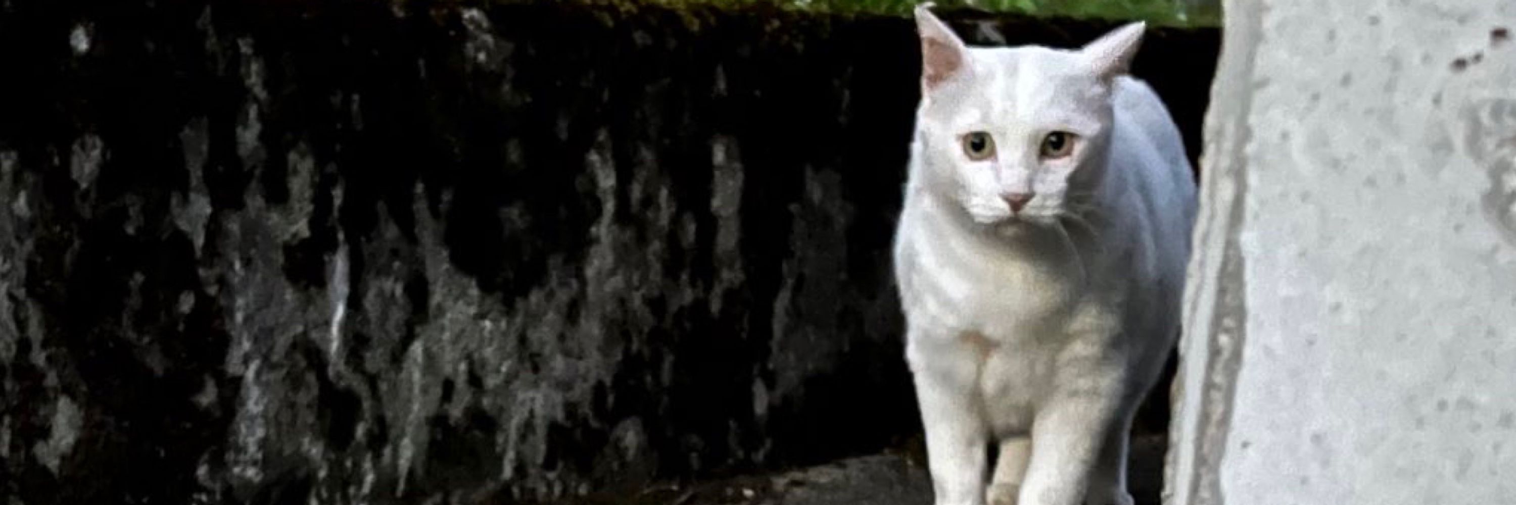 えいん❀🐾₍˄·͈༝·͈˄*₎◞ ̑̑ ﾈｺﾊﾟｿﾁ