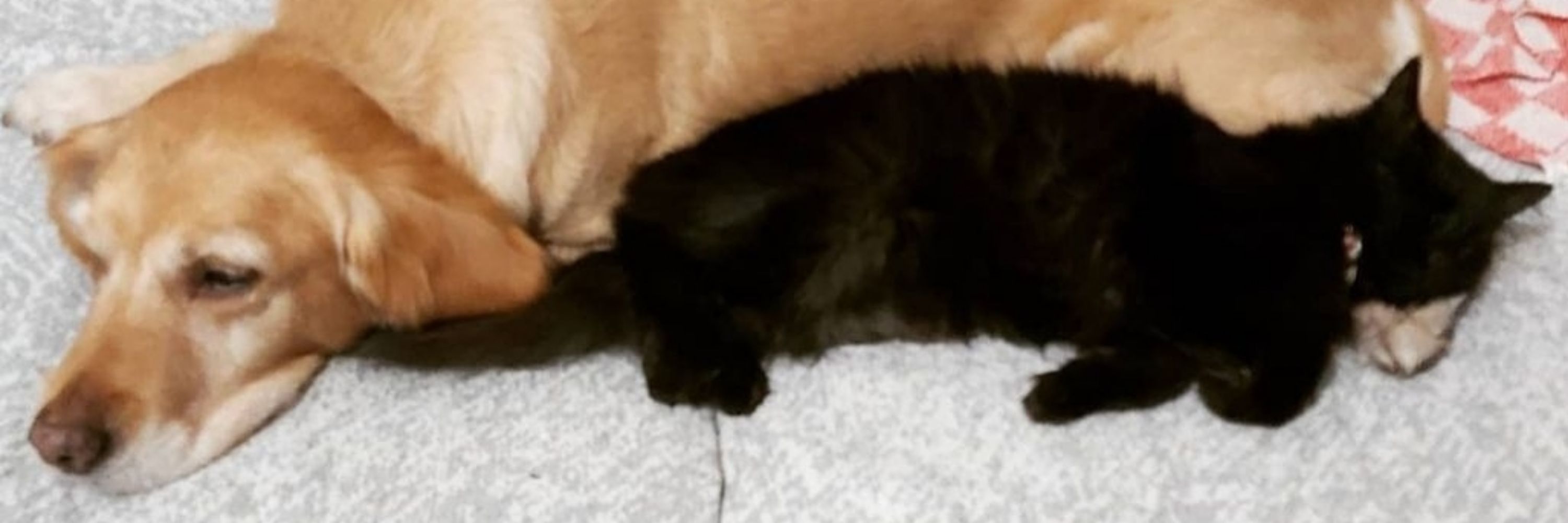 Hayat & Muffy