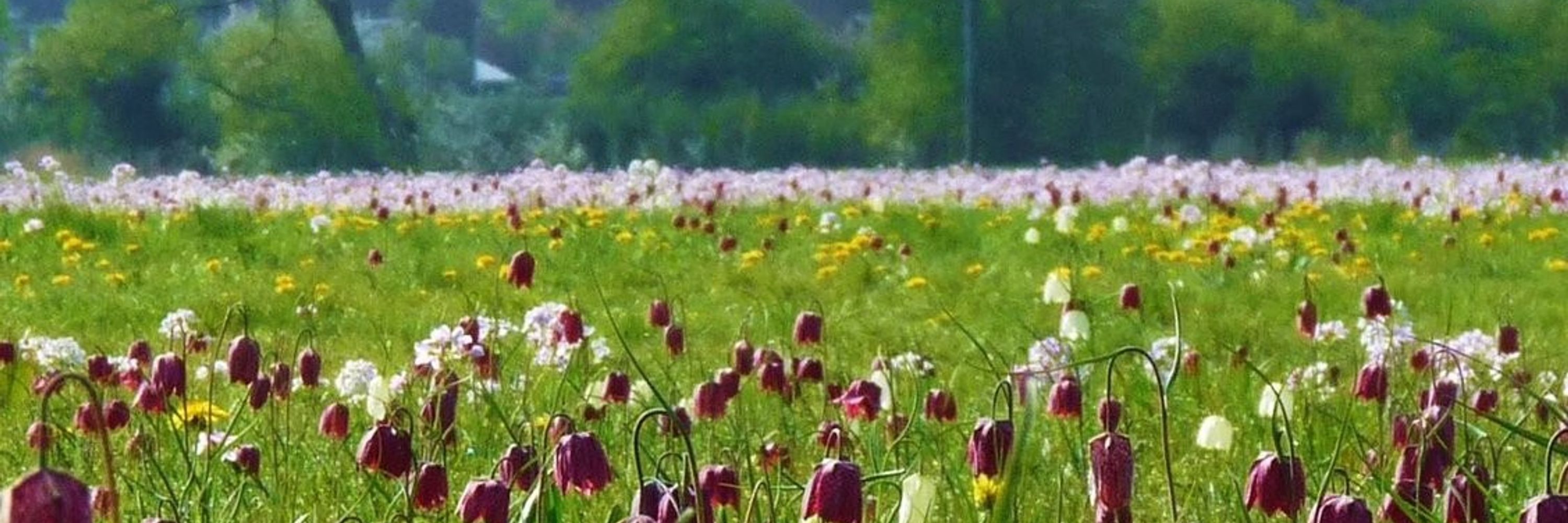Floodplain Meadows Partnership