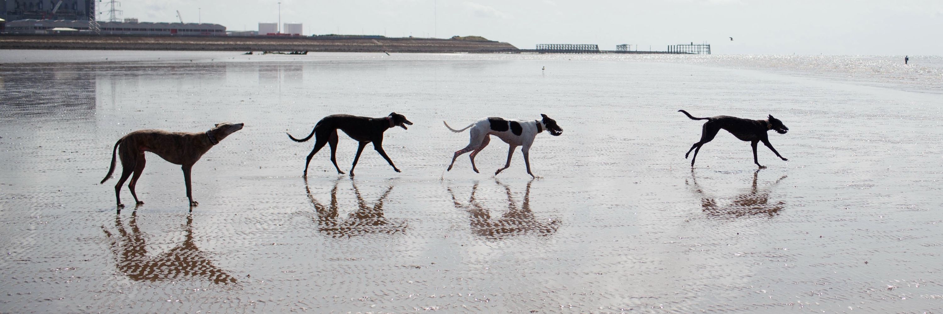 Mitch, mogs and dogs
