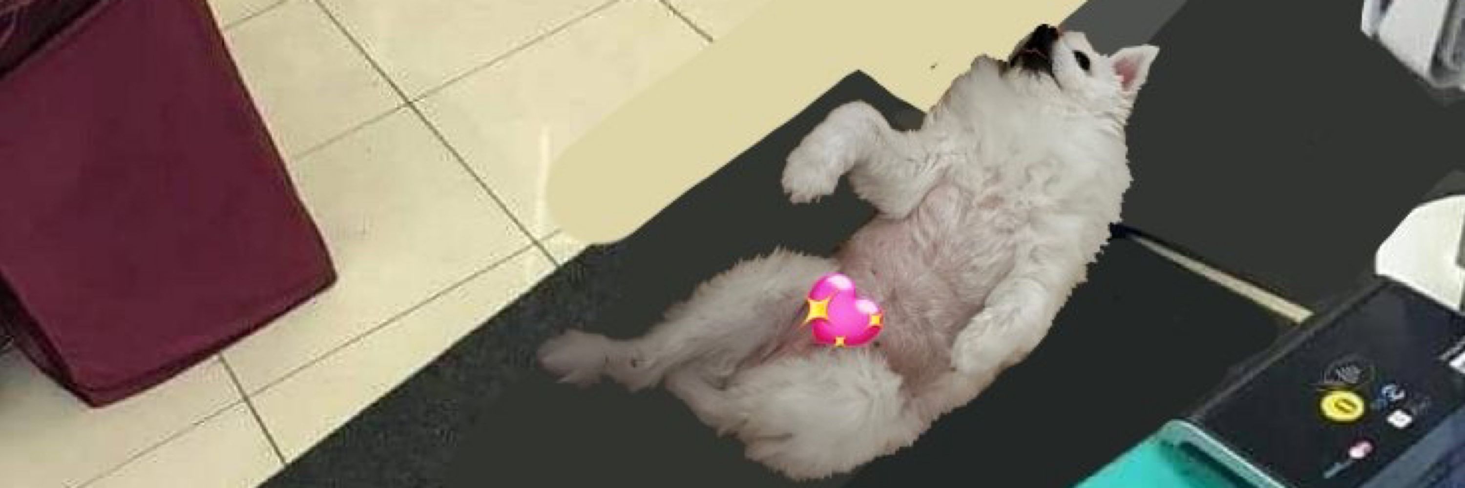 무정란