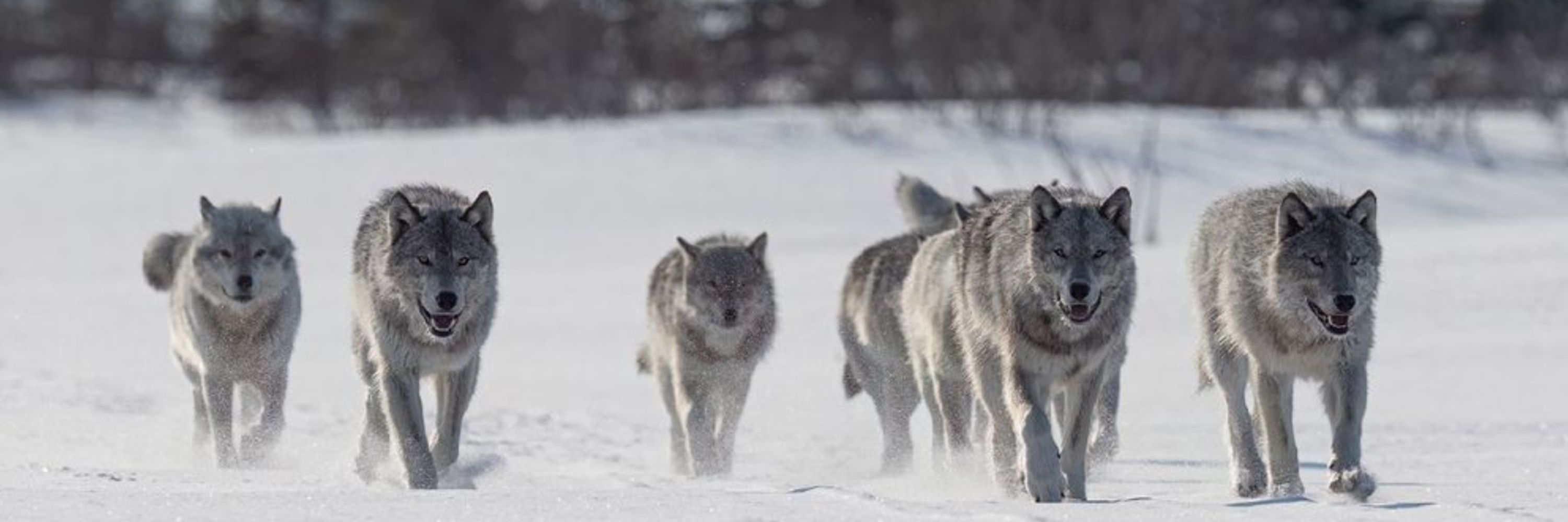 Wolf