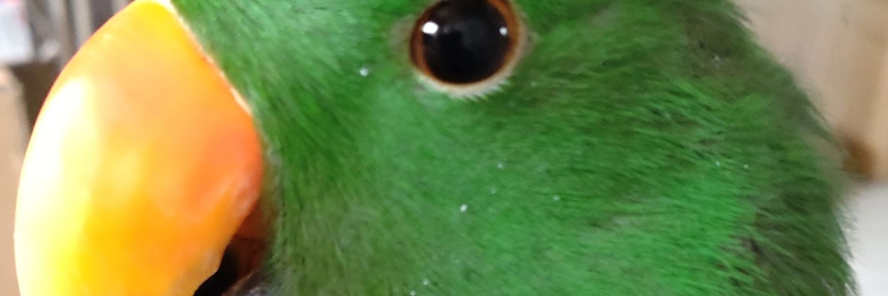 ここなつ☮インコ党