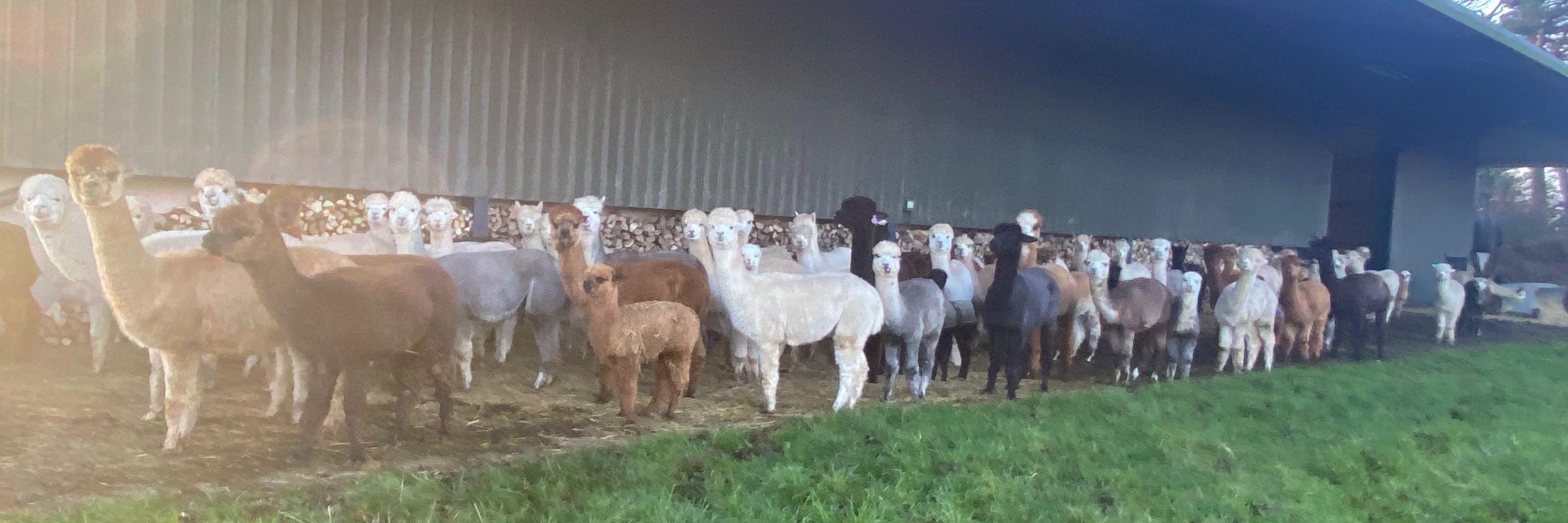 Barnacre Alpacas