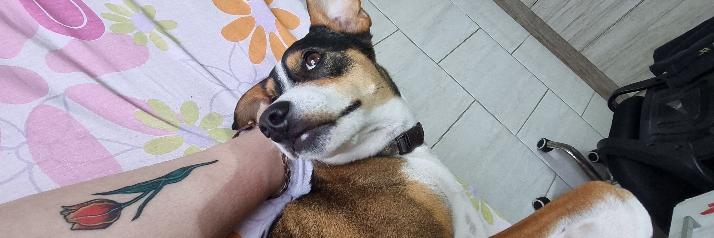 saroca paçoca