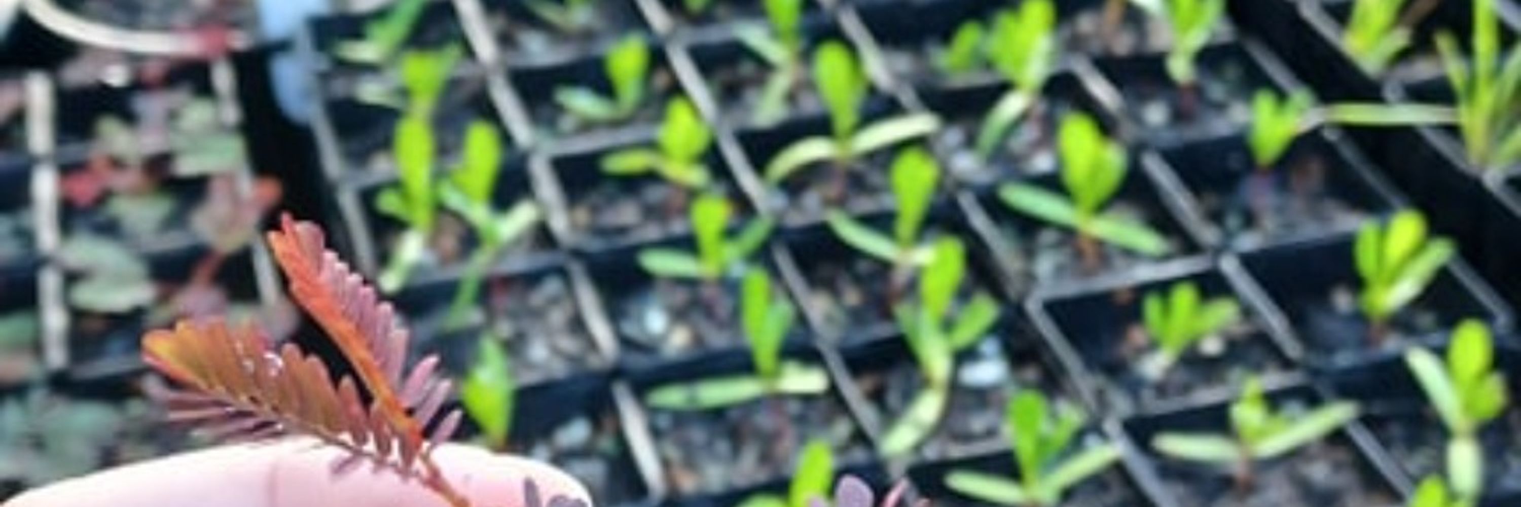 Wagtail Natives Nursery