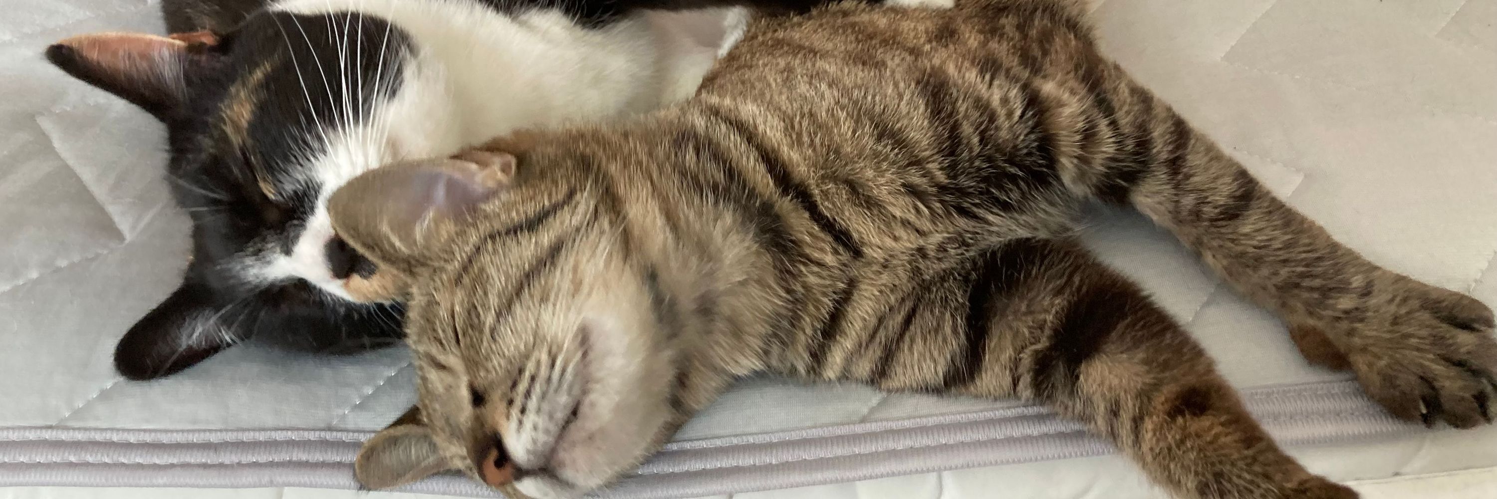 ねこねこ写真館