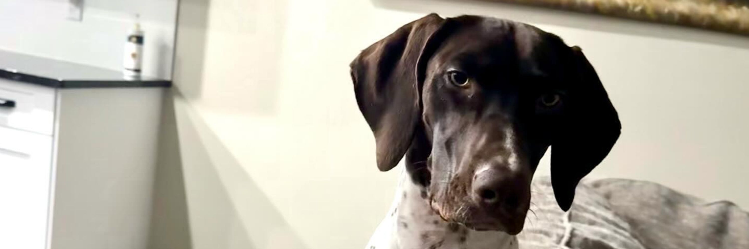 Allen Dupree | German Shorthaired Pointer Lover