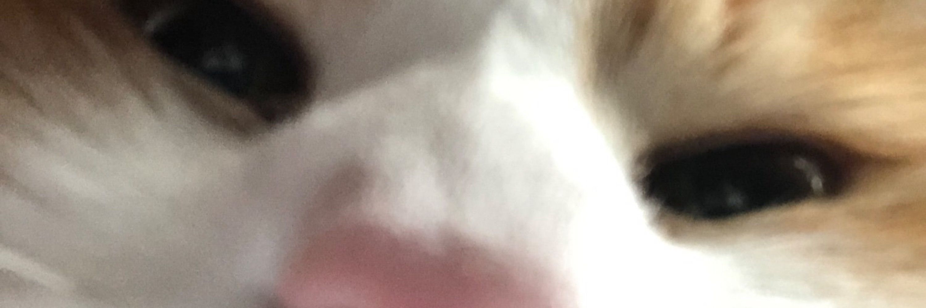 TheBentrick