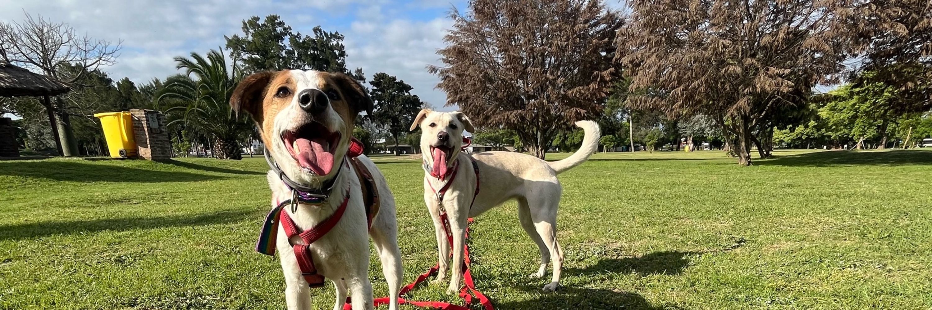 Lubi - Educadora Canina 🐶