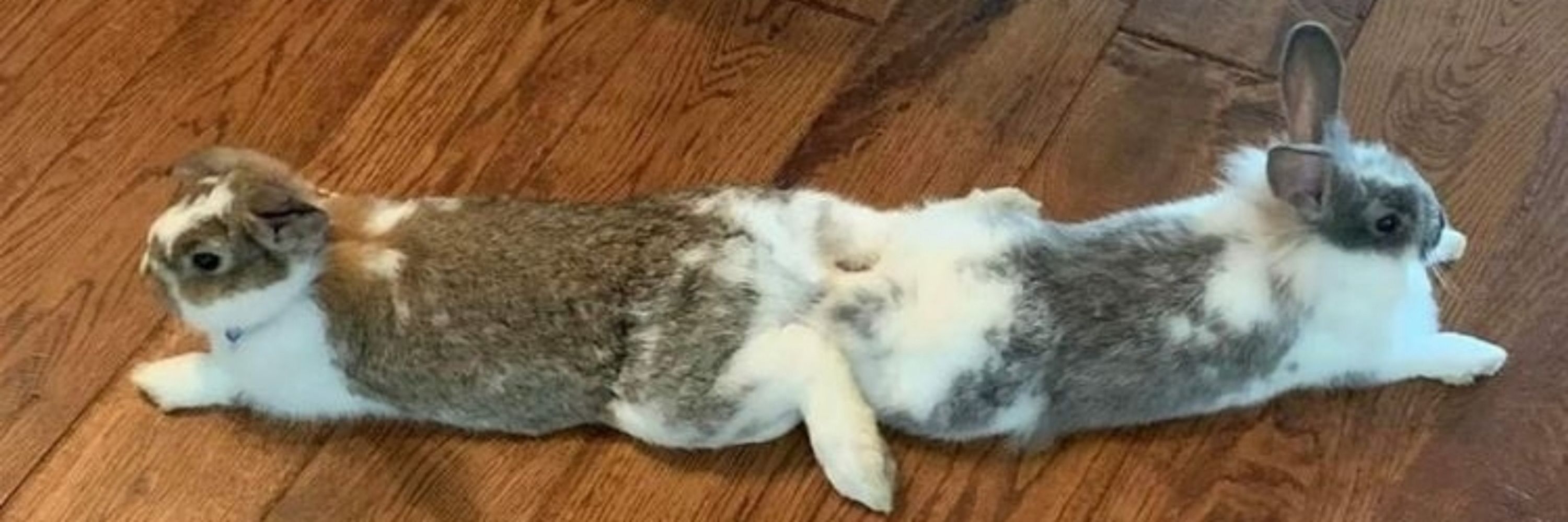 Banditbunnies