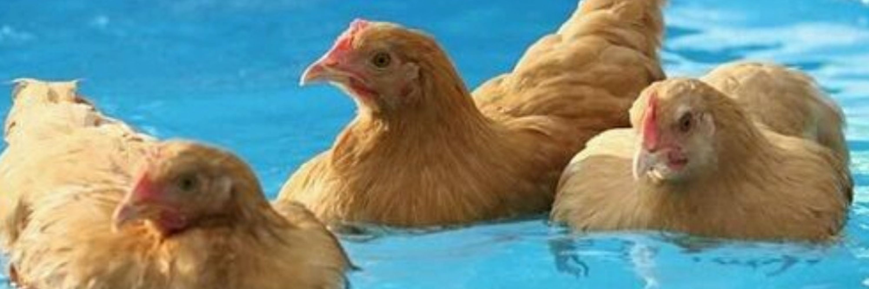 les swimming poules!