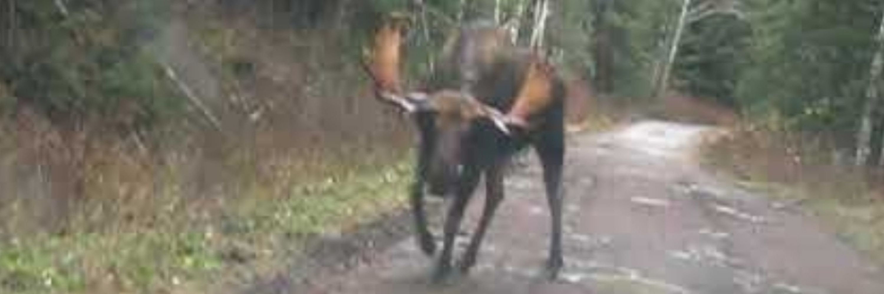 Mad𝕄oose