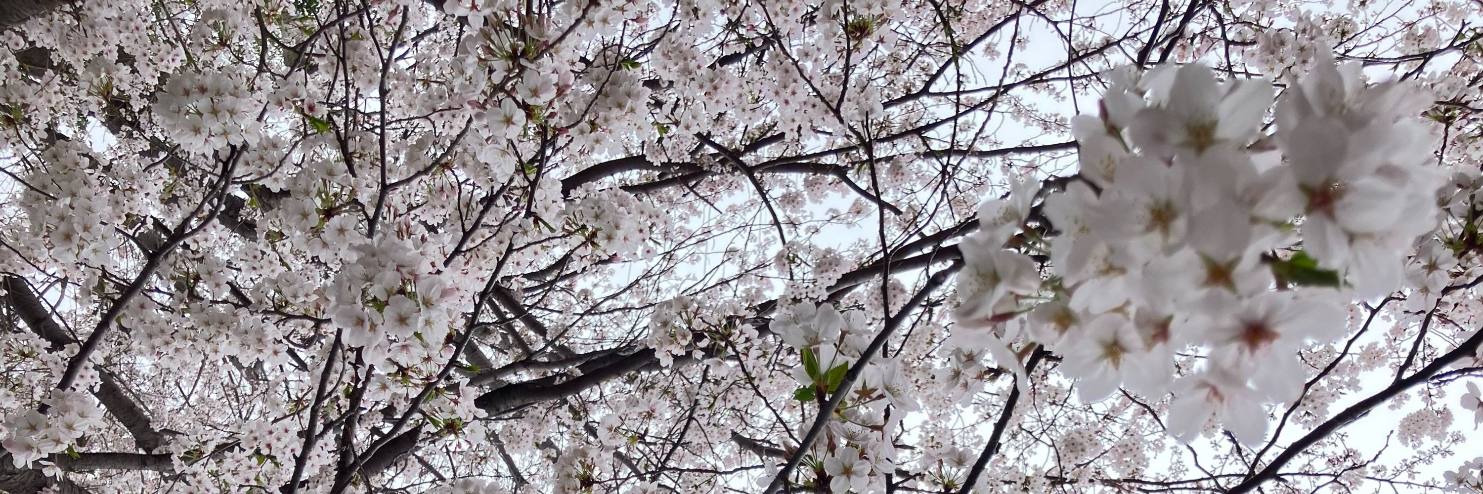 桜花 御心都