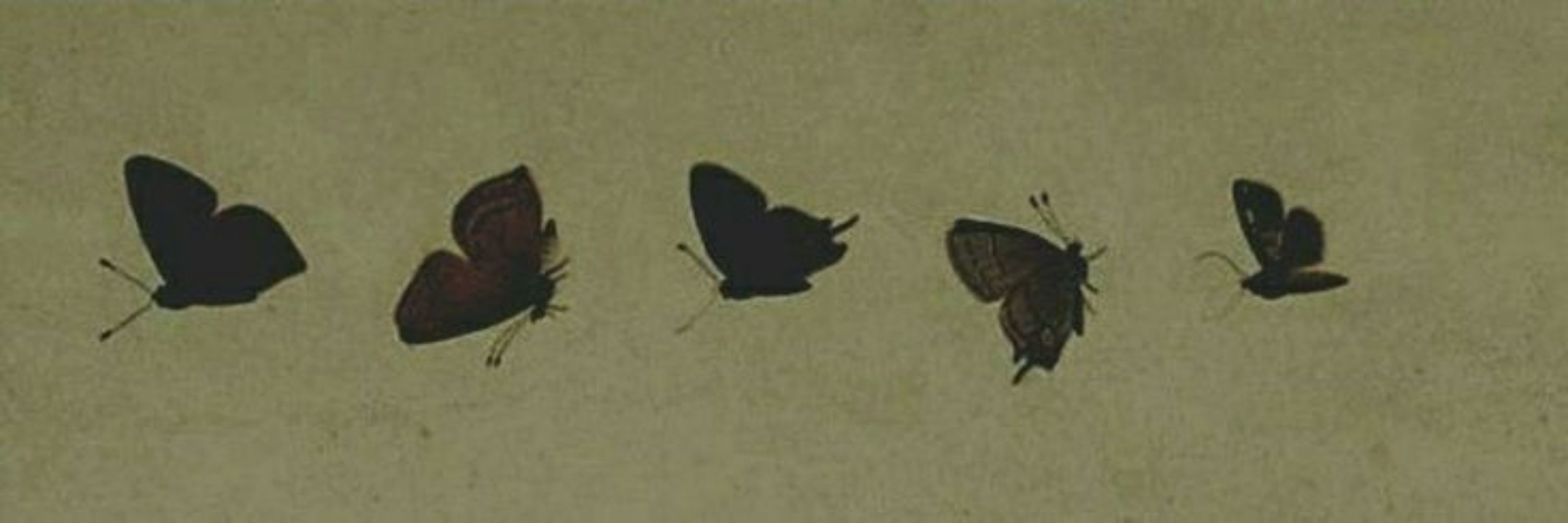 bug