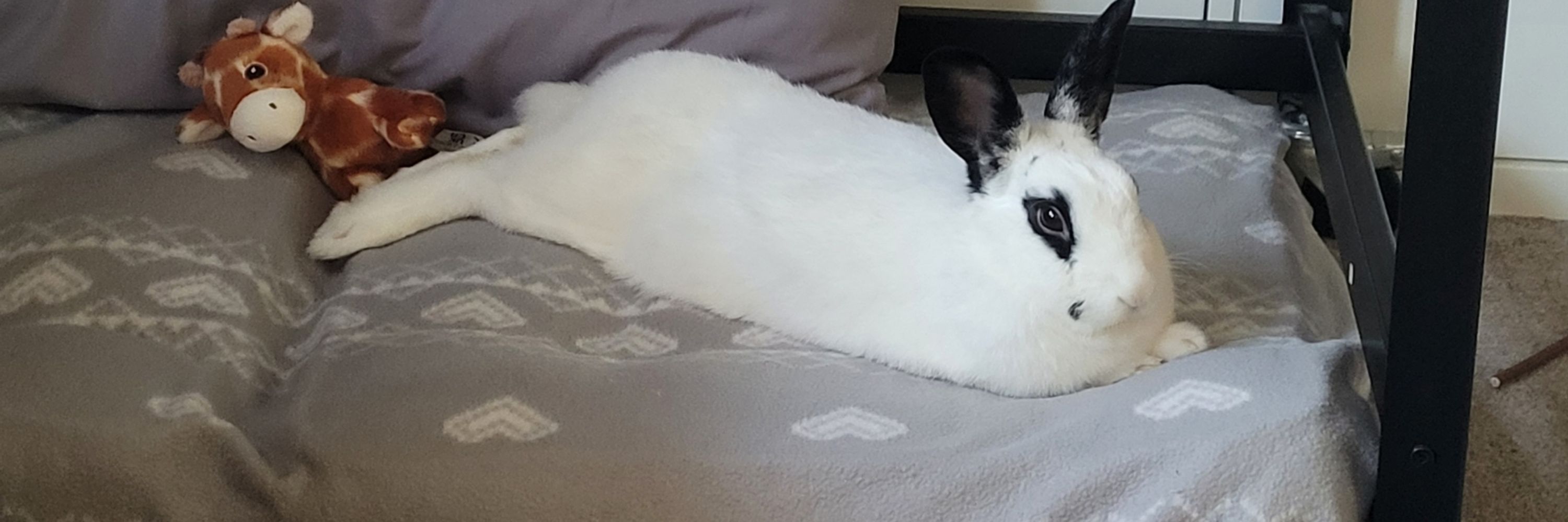 BeMoreBun