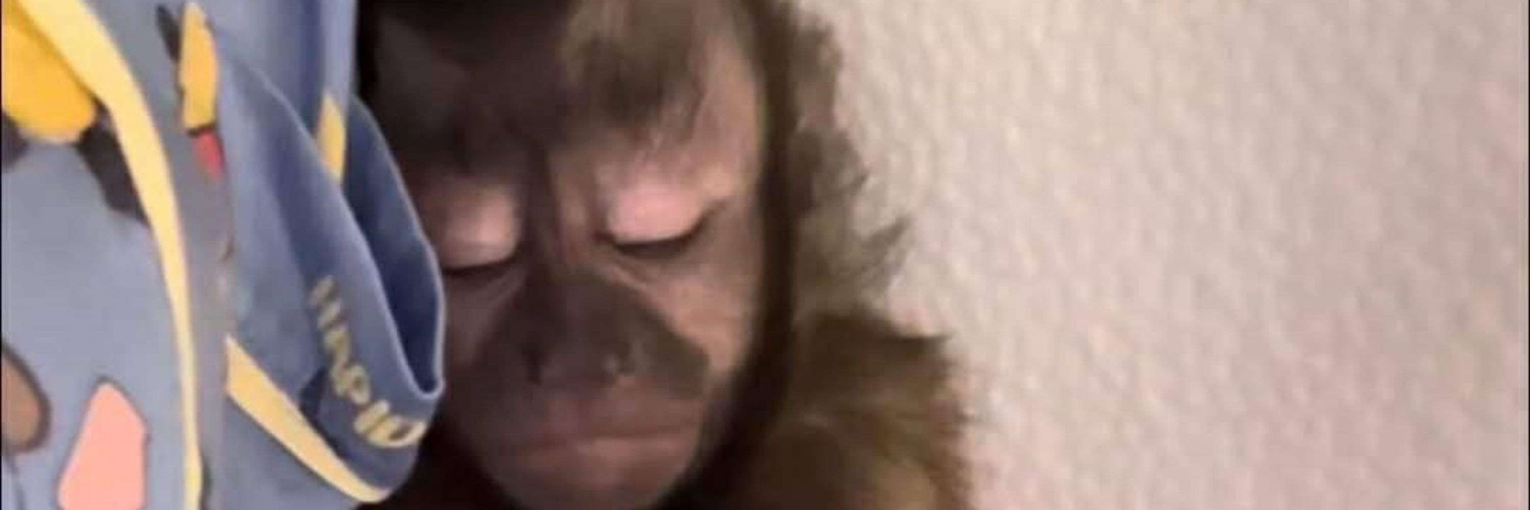 FLAMENTIRA MACACO TIMÃO 