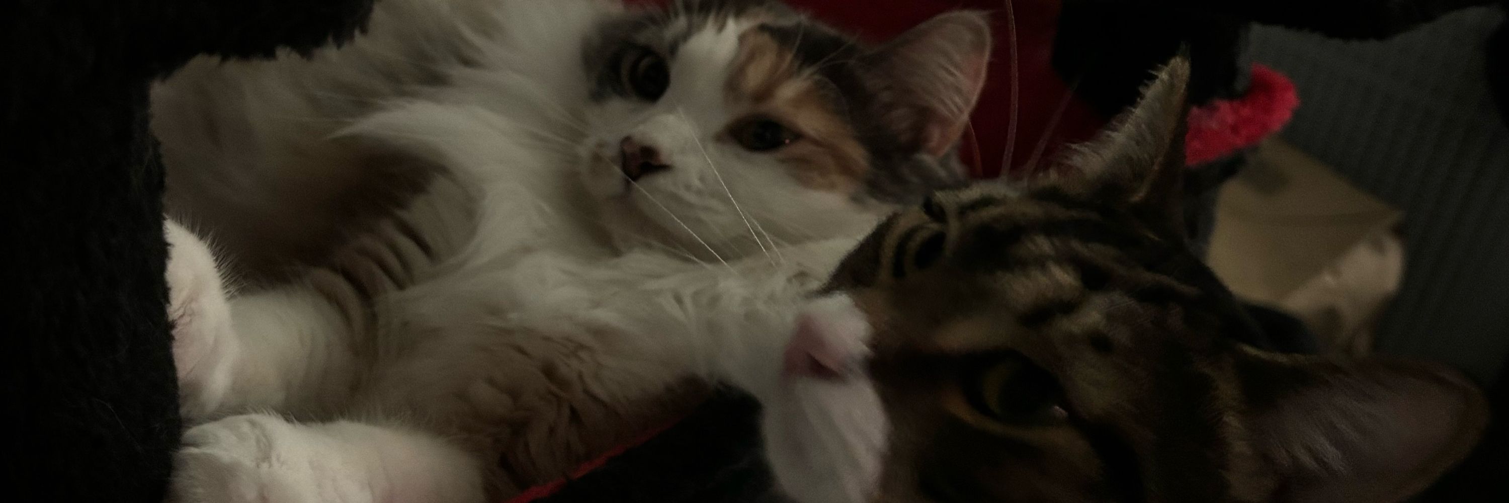 aria 🦦