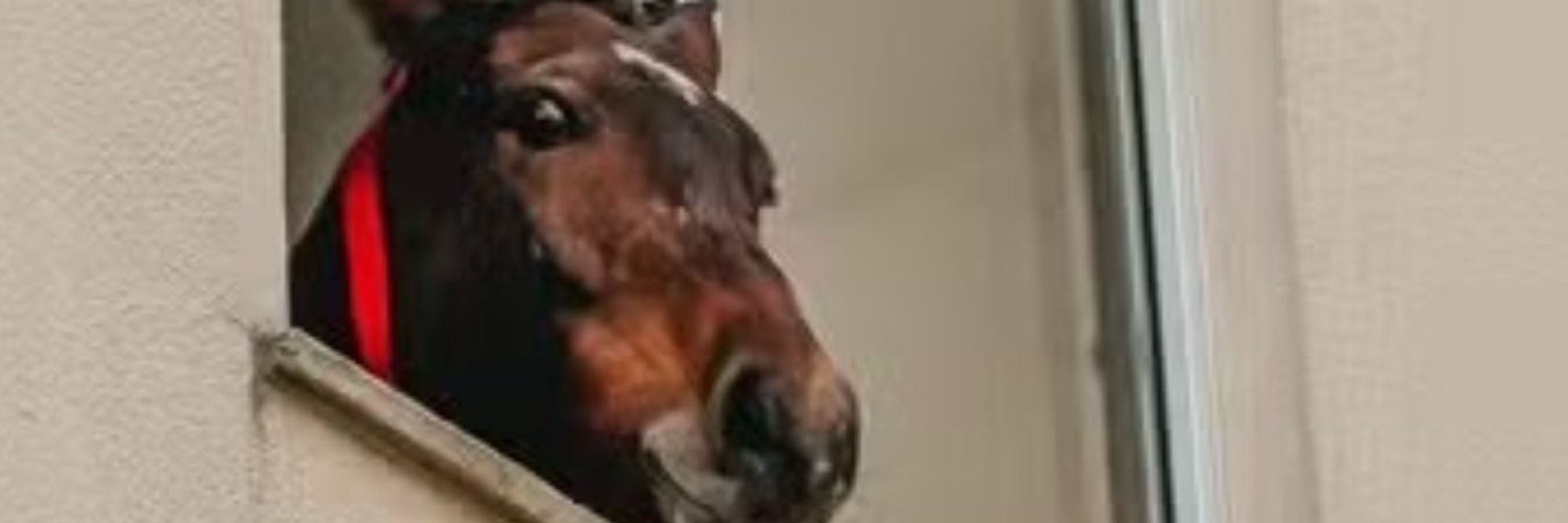 Dani