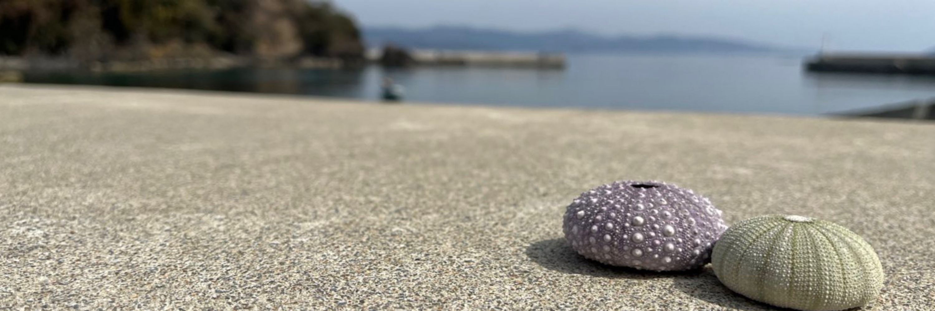 知育菓子