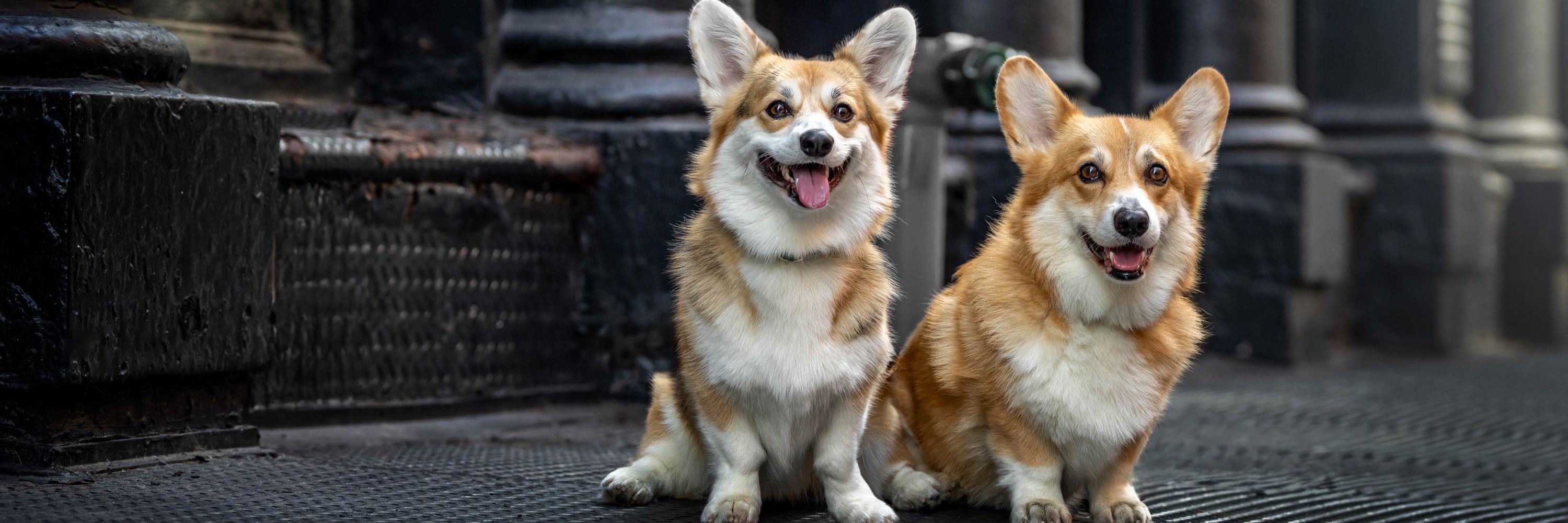 Dash & Lili The Corgis