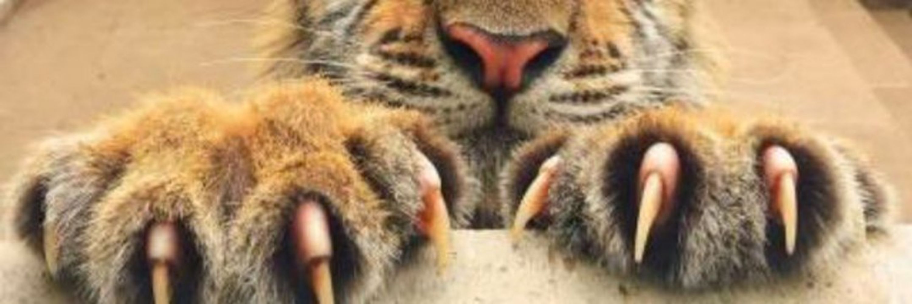 Darkstripe